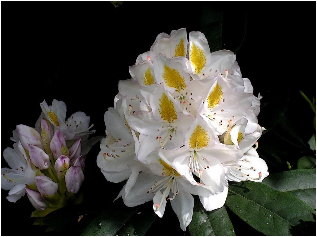 rhododendron-bicolore