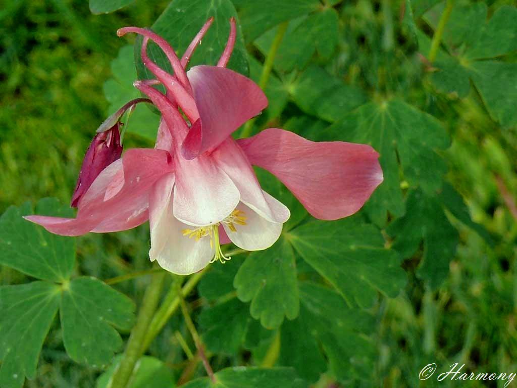 ANCOLIE "Spring Magic Rose White"